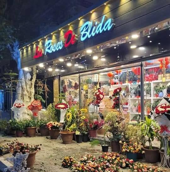 Les roses de blida